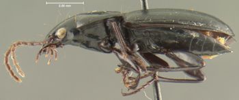 Media type: image;   Entomology 16435 Aspect: habitus lateral view